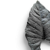 Nahaufnahme eines Blatts von Alocasia Antoto Velvet mit fast schwarzer Färbung und strukturierter Oberfläche vor weißem Hintergrund