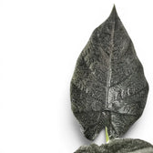 Nahaufnahme eines Blatts von Alocasia Antoto Velvet mit fast schwarzer Färbung und fein behaarter Oberfläche vor weißem Hintergrund