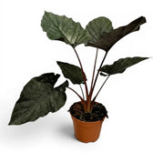 Große Alocasia Antoto Velvet im Topf mit dunkelgrünen Blättern vor weißem Hintergrund