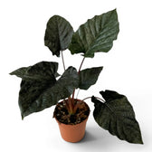 Große Alocasia Antoto Velvet im Topf mit dunkelgrünen Blättern vor weißem Hintergrund