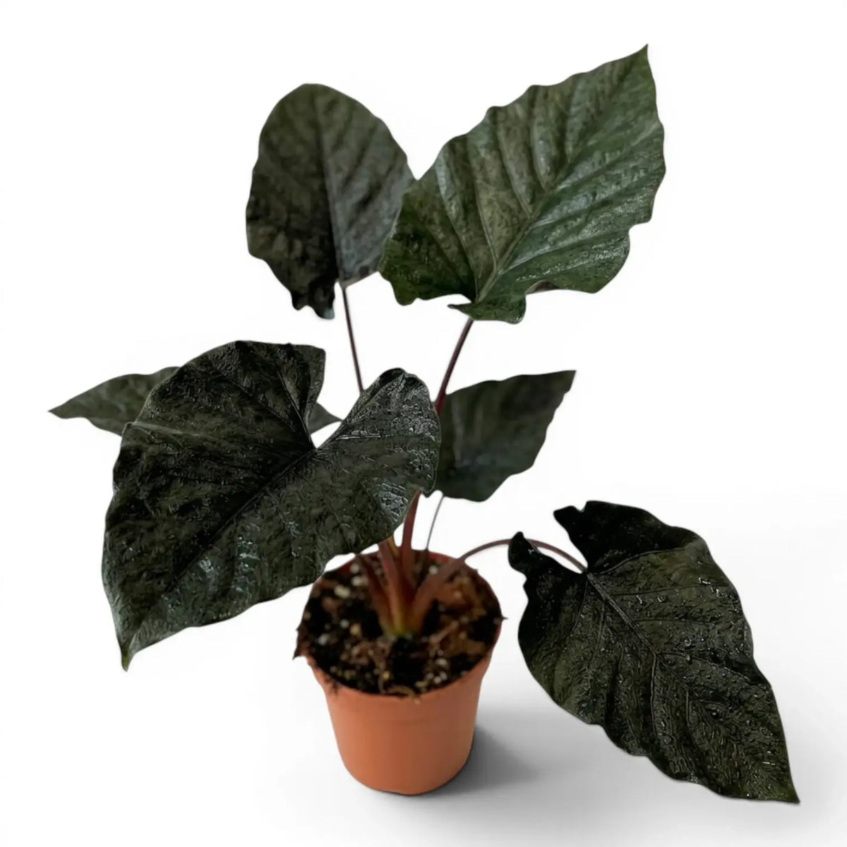 Große Alocasia Antoto Velvet im Topf mit dunkelgrünen Blättern vor weißem Hintergrund