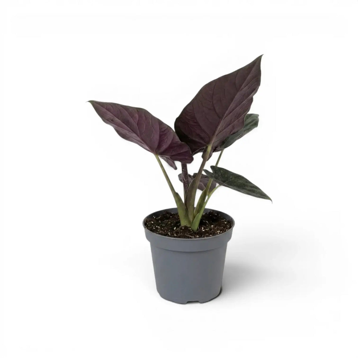 Alocasia Antoto Velvet im Topf mit dunkelgrünen Blättern vor weißem Hintergrund