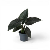Alocasia Antoto Velvet im Topf mit dunkelgrünen Blättern vor weißem Hintergrund