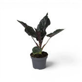 Alocasia Antoto Velvet im Topf mit dunkelgrünen Blättern vor weißem Hintergrund