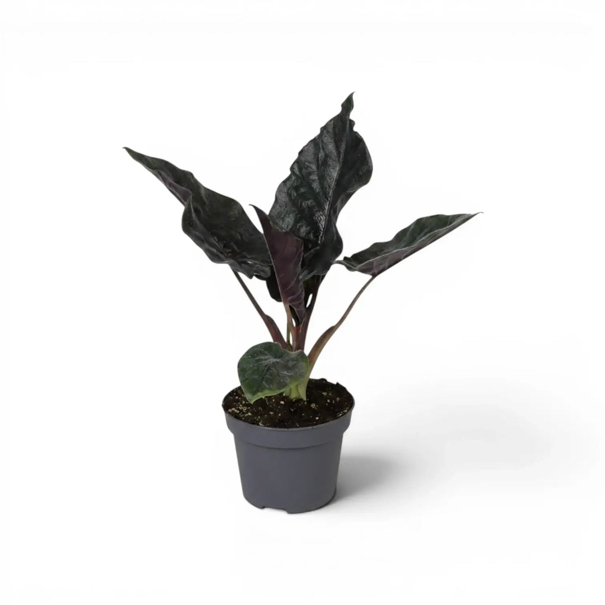 Alocasia Antoto Velvet im Topf mit dunkelgrünen Blättern vor weißem Hintergrund