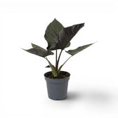 Alocasia Antoto Velvet im Topf mit dunkelgrünen Blättern vor weißem Hintergrund