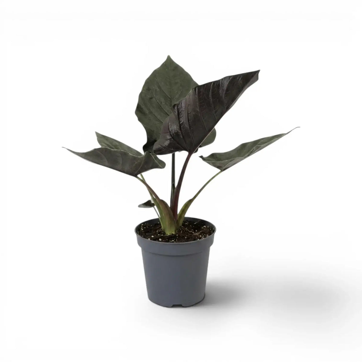 Alocasia Antoto Velvet im Topf mit dunkelgrünen Blättern vor weißem Hintergrund