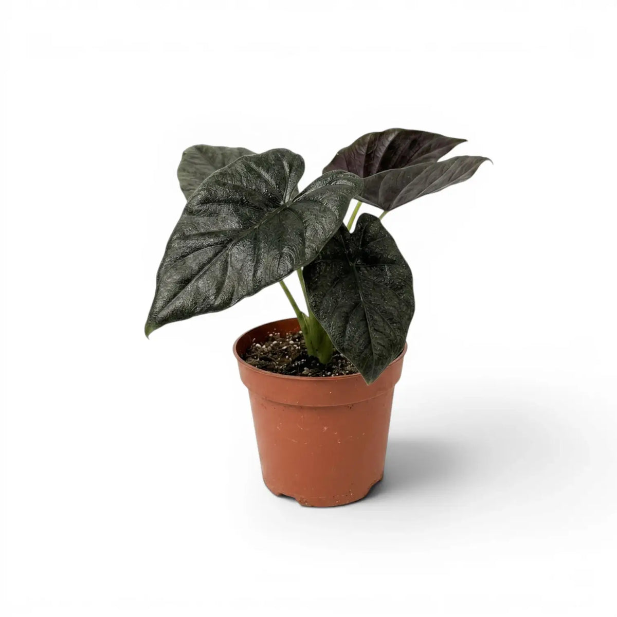 Alocasia Antoto Velvet im Topf mit dunkelgrünen Blättern vor weißem Hintergrund