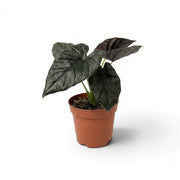 Alocasia Antoto Velvet im Topf mit dunkelgrünen Blättern vor weißem Hintergrund