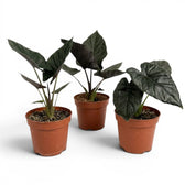 Drei Alocasia Antoto Velvet in Töpfen mit dunkelgrünen Blättern vor weißem Hintergrund