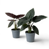 Zwei Alocasia Antoto Velvet in Töpfen mit dunkelgrünen Blättern vor weißem Hintergrund