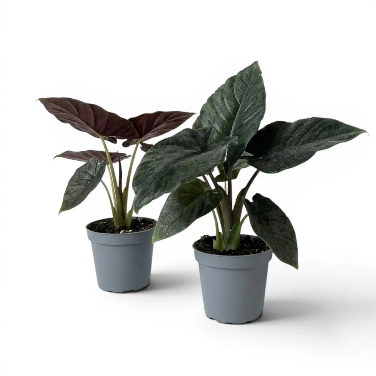 Zwei Alocasia Antoto Velvet in Töpfen mit dunkelgrünen Blättern vor weißem Hintergrund