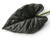 Nahaufnahme eines Blatts von Alocasia Antoto Velvet mit fast schwarzer Färbung und fein behaarter Oberfläche vor weißem Hintergrund