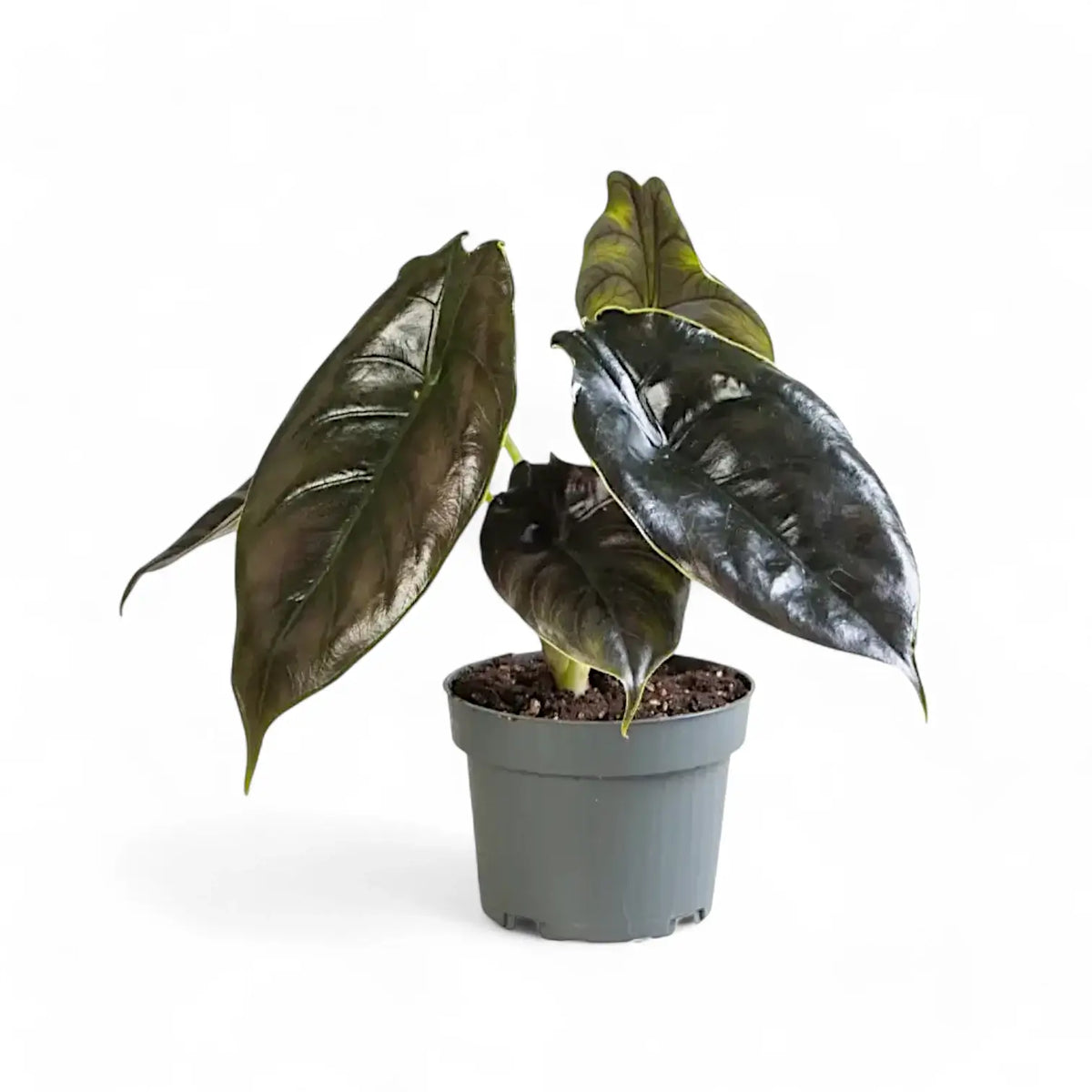Alocasia azlanii potted plant in nursery pot on white background.