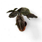 Alocasia azlanii potted plant in nursery pot on white background.
