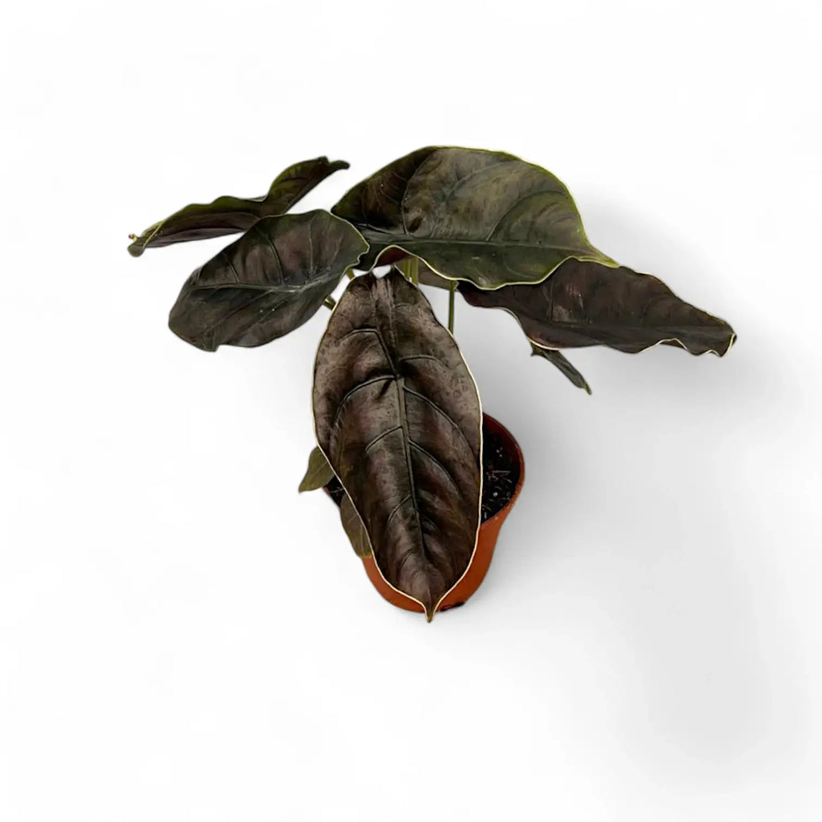 Alocasia azlanii potted plant in nursery pot on white background.