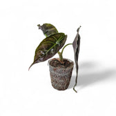Alocasia azlanii potted plant in nursery pot on white background.