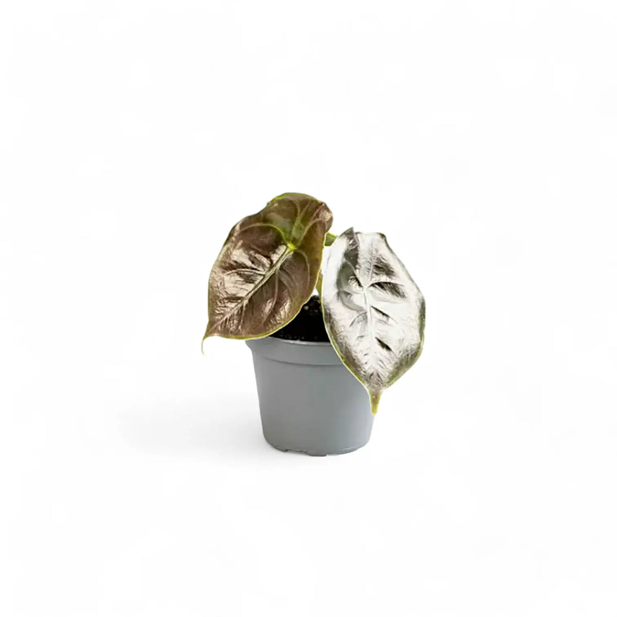 Alocasia azlanii potted plant in nursery pot on white background.