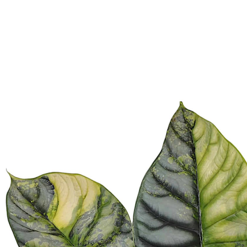 Alocasia baginda 'Silver dragon' variegata aurea leaf detail on white background.