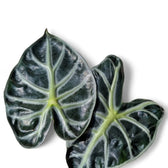 Alocasia ‘Balloon Heart’ close-up of leaf on white background.