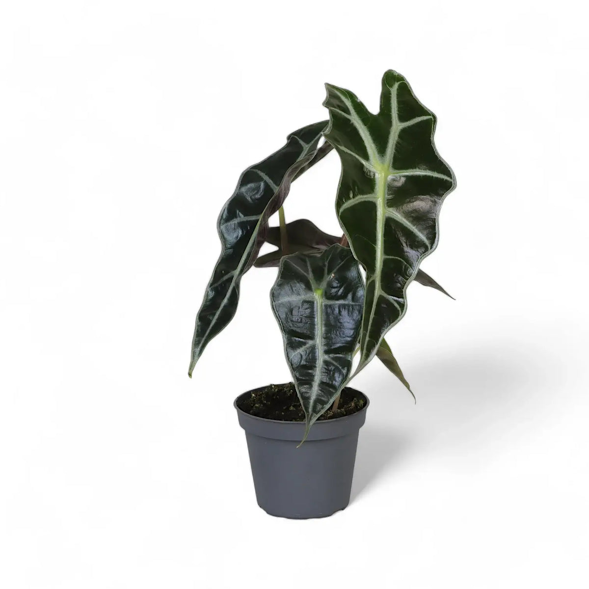 Alocasia 'Bambino Arrow' potted plant in nursery pot on white background.