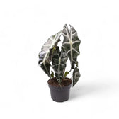 Alocasia 'Bambino Arrow' potted plant in nursery pot on white background.