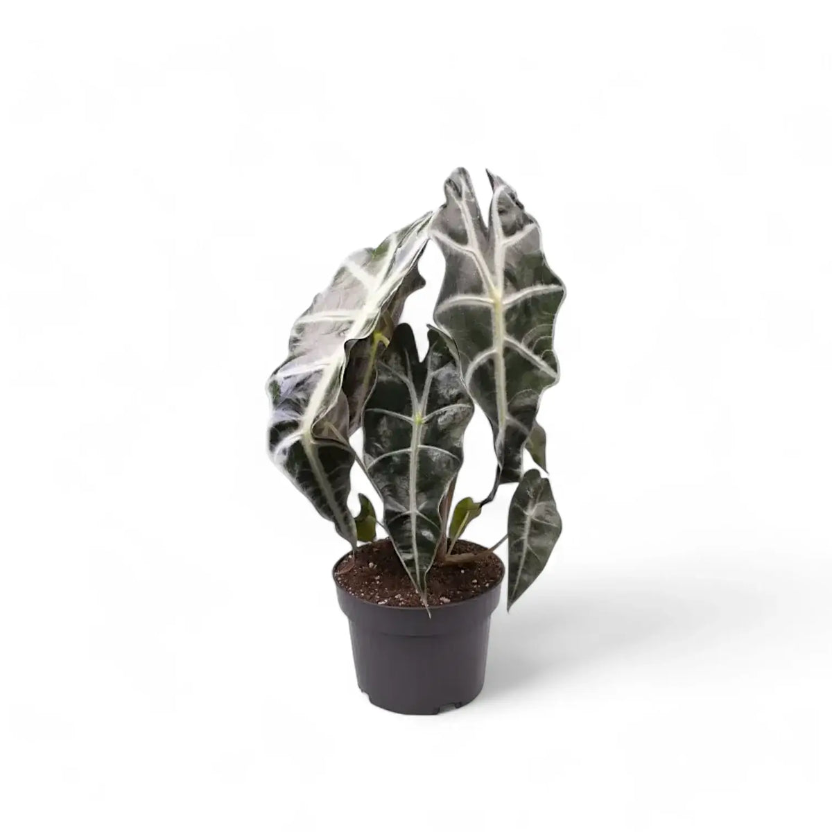Alocasia 'Bambino Arrow' potted plant in nursery pot on white background.