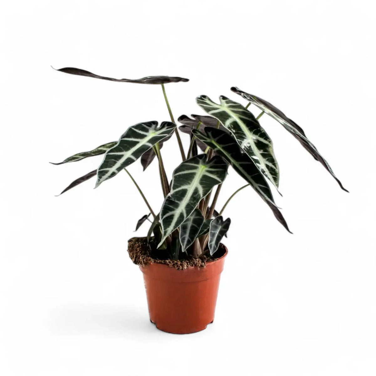 Alocasia 'Bambino Arrow' potted plant in nursery pot on white background.