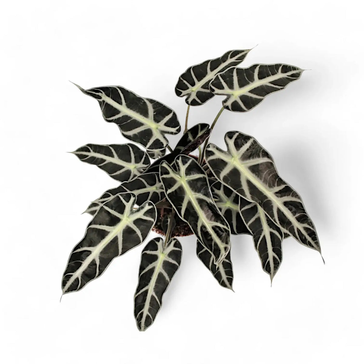Alocasia 'Bambino Arrow' potted plant in nursery pot on white background.