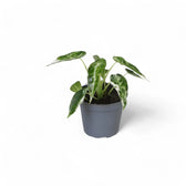 Alocasia 'Bambino Arrow' Albo-Variegata potted plant in nursery pot on white background.
