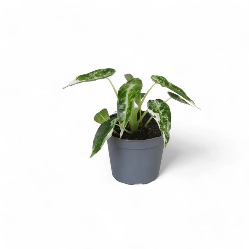 Alocasia 'Bambino Arrow' Albo-Variegata potted plant in nursery pot on white background.