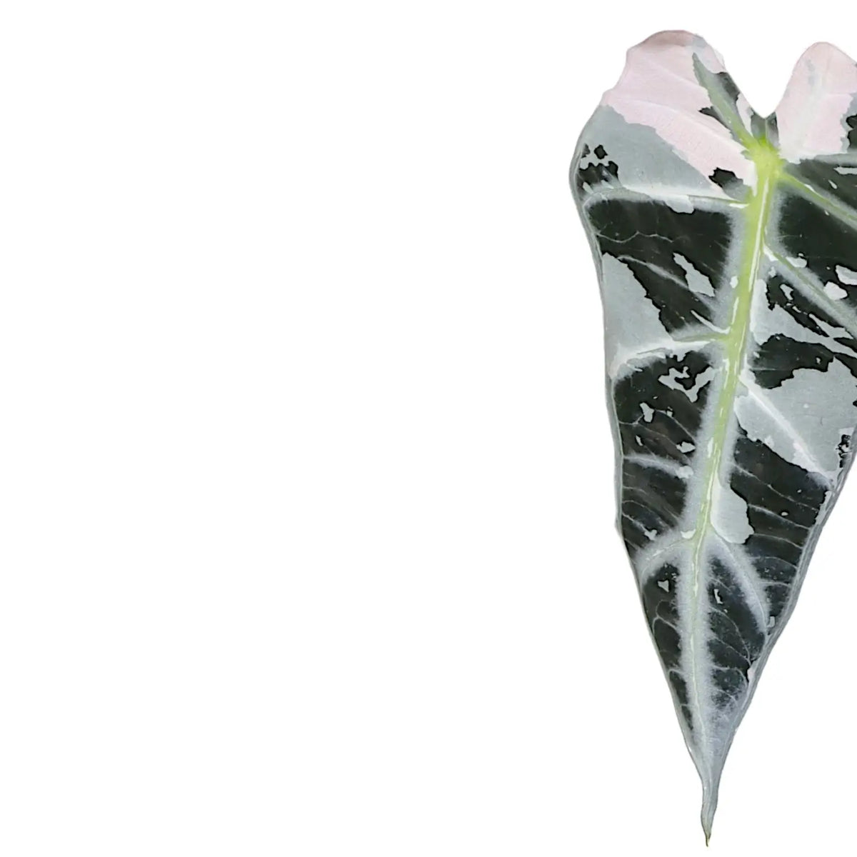 Alocasia 'Bambino Arrow' Pink Variegata close-up of leaf on white background.