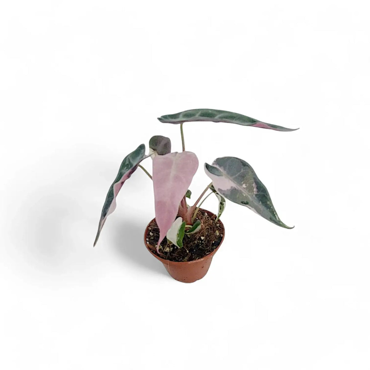 Alocasia 'Bambino Arrow' Pink Variegata potted plant in nursery pot on white background.