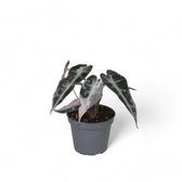 Alocasia 'Bambino Arrow' Pink Variegata potted plant in nursery pot on white background.