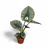 Alocasia 'Bisma' potted plant in nursery pot on white background.