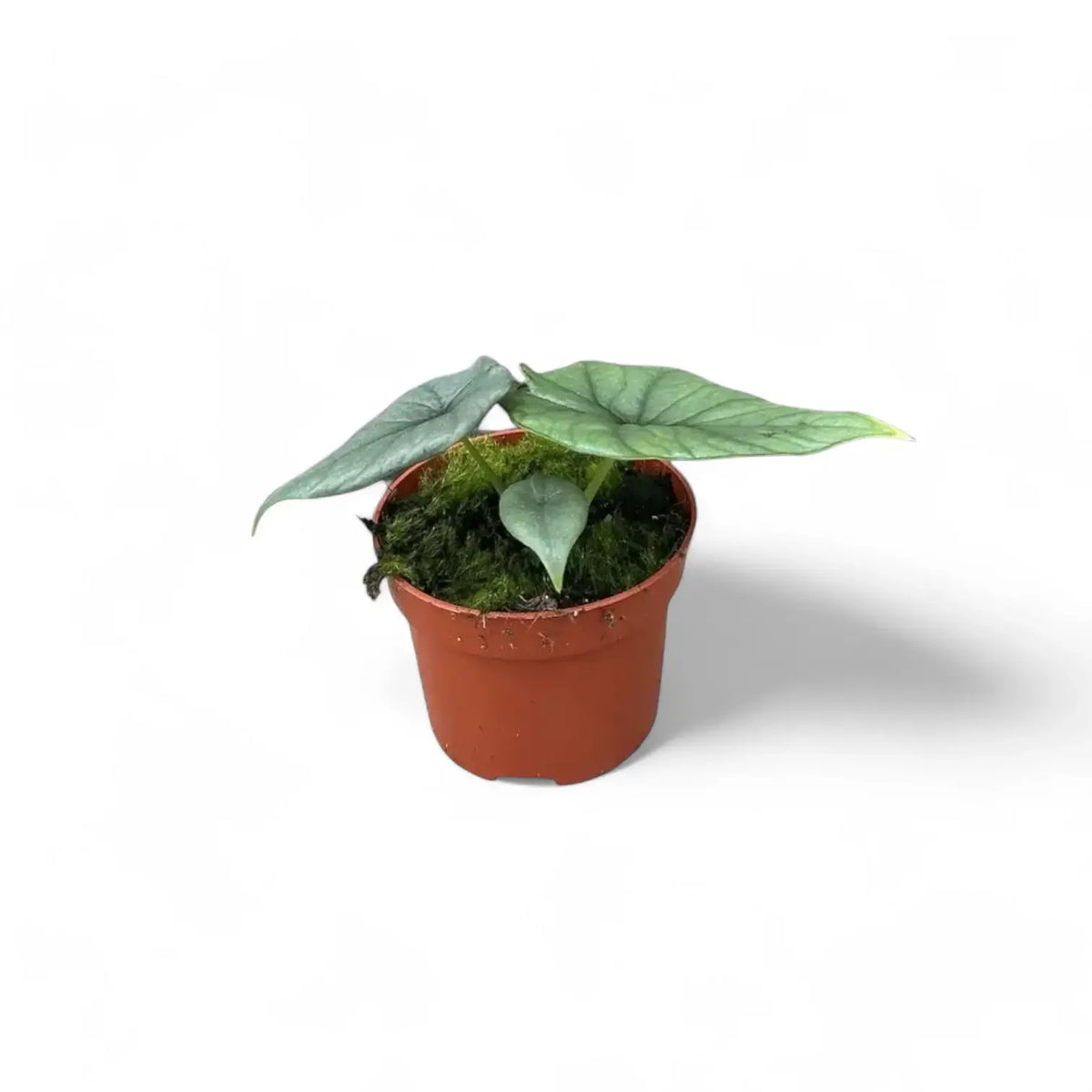 Alocasia 'Bisma' potted plant in nursery pot on white background.