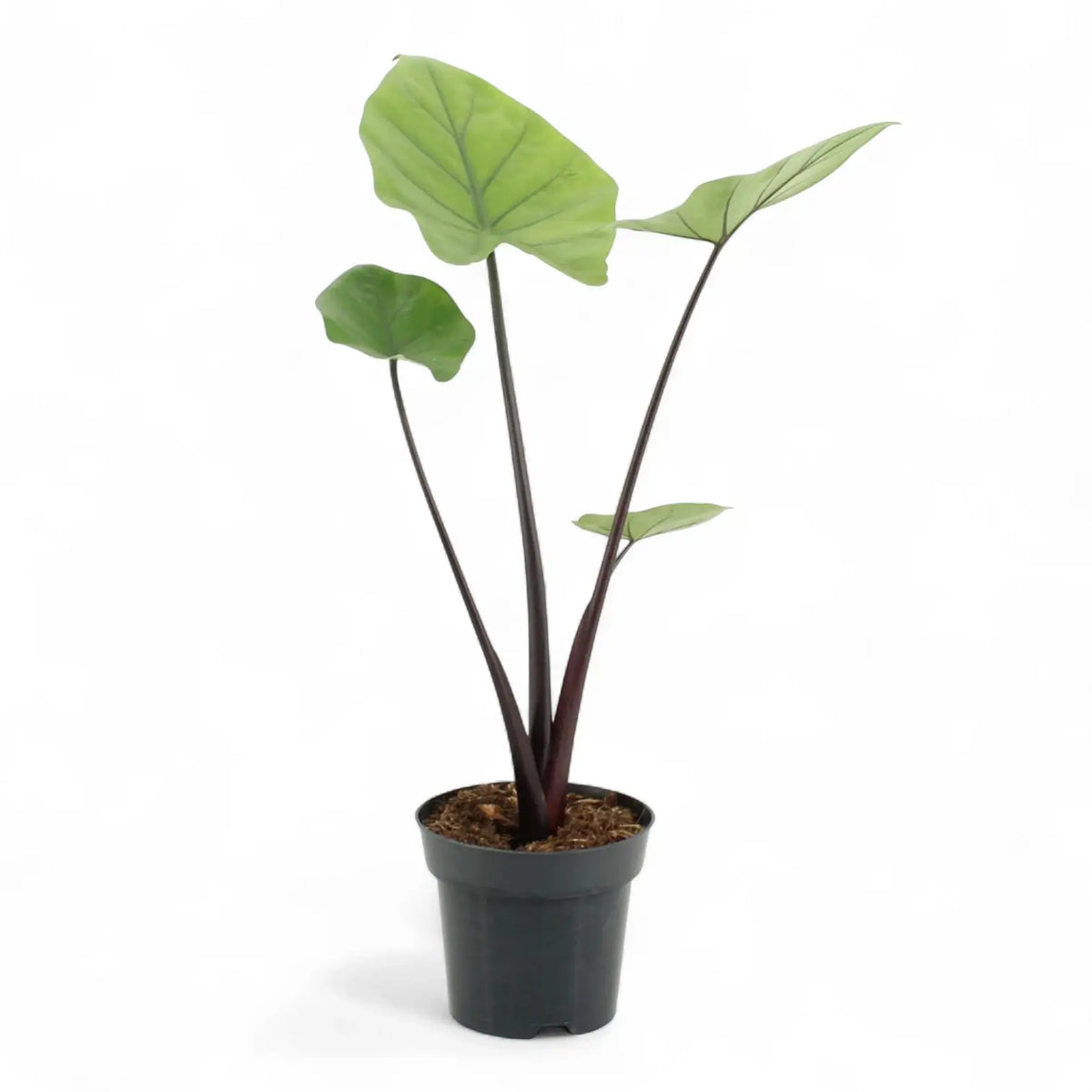 Alocasia 'Black Cobra' potted plant in nursery pot on white background.