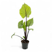 Alocasia 'Black Cobra' potted plant in nursery pot on white background.