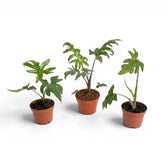 Small Alocasia brancifolia baby plant with green palmate leaves in a nursery pot on a white background