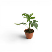 Small Alocasia brancifolia baby plant with green palmate leaves in a nursery pot on a white background