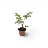 Small Alocasia brancifolia baby plant with green palmate leaves in a nursery pot on a white background