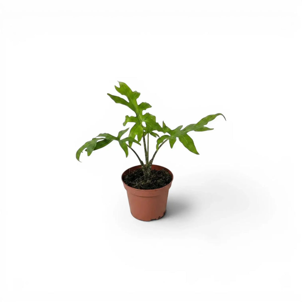 Alocasia brancifolia young plant with green palmate leaves in a nursery pot on a white background