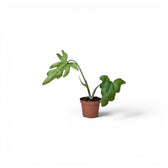 Alocasia brancifolia young plant with green palmate leaves in a nursery pot on a white background