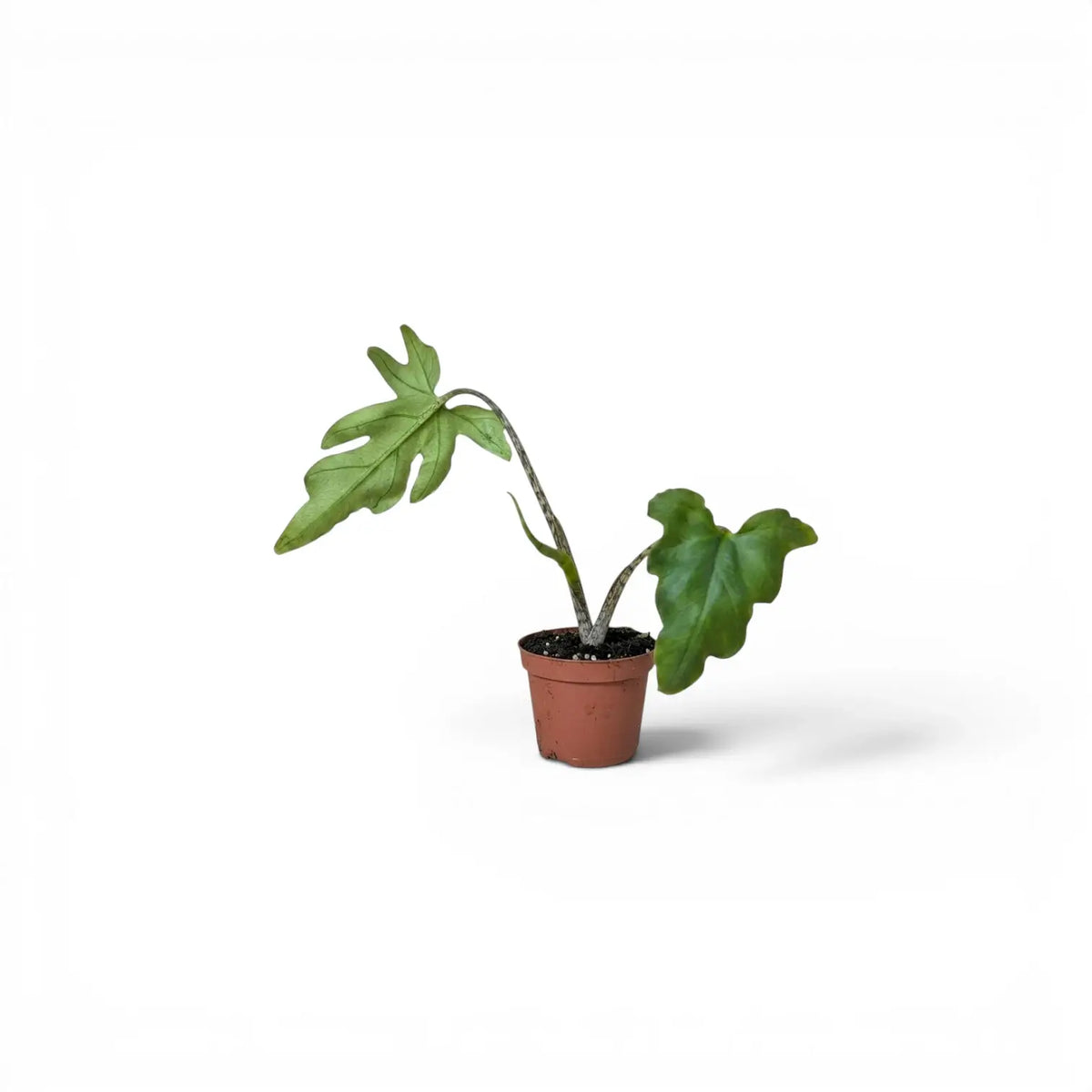 Alocasia brancifolia young plant with green palmate leaves in a nursery pot on a white background