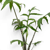 Close-up of Alocasia brancifolia pink stems and green palmate leaves on a white background