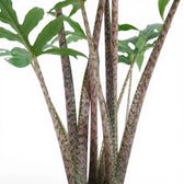 Close-up of Alocasia brancifolia pink stems and green palmate leaves on a white background