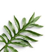 Close-up of Alocasia brancifolia green deeply lobed leaf on a white background