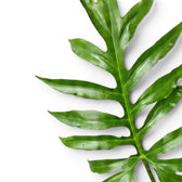 Close-up of Alocasia brancifolia green deeply lobed leaf on a white background