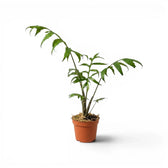 Alocasia brancifolia medium-sized plant with green palmate leaves in a nursery pot on a white background