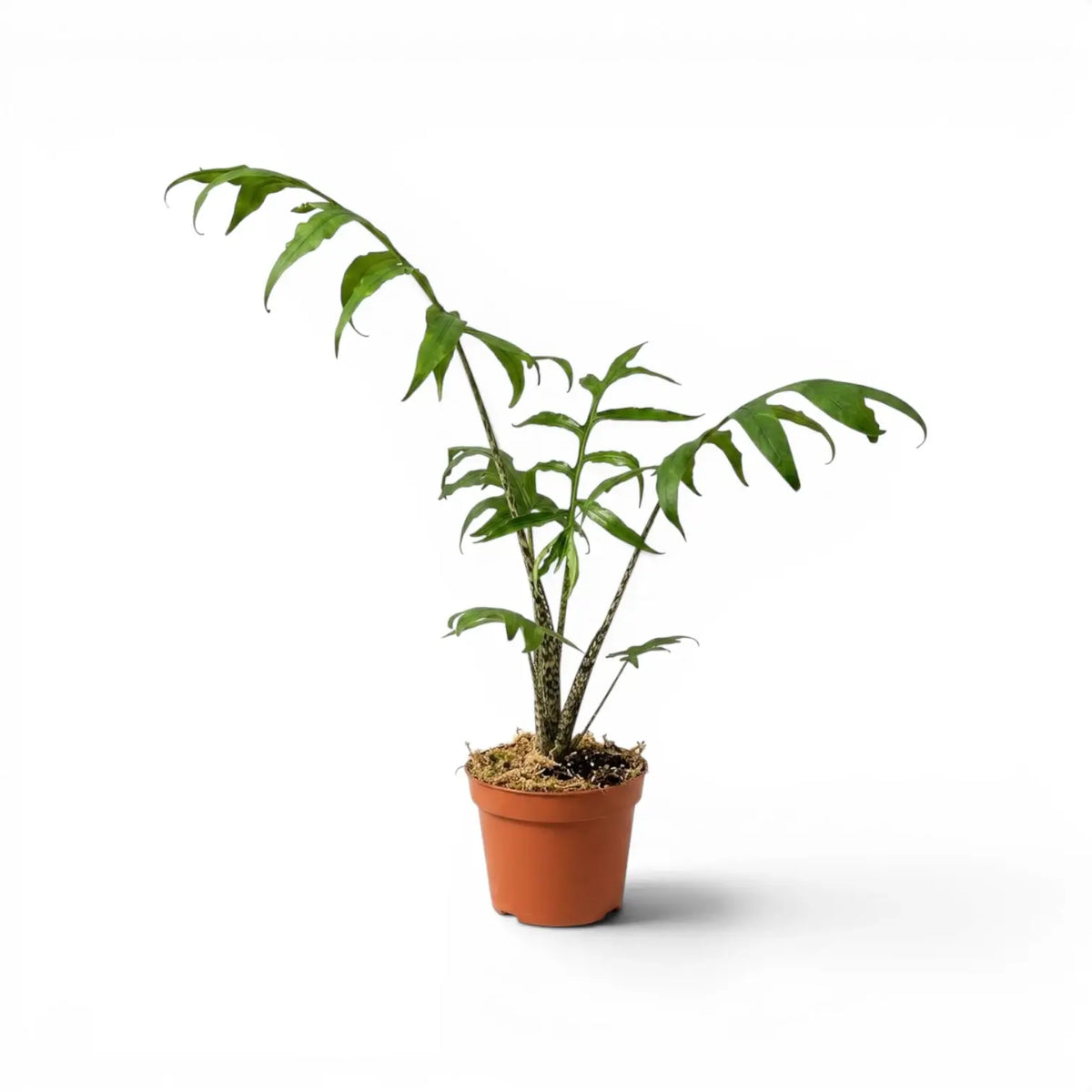 Alocasia brancifolia medium-sized plant with green palmate leaves in a nursery pot on a white background